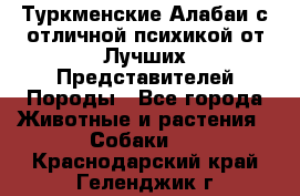 Туркменские Алабаи с отличной психикой от Лучших Представителей Породы - Все города Животные и растения » Собаки   . Краснодарский край,Геленджик г.